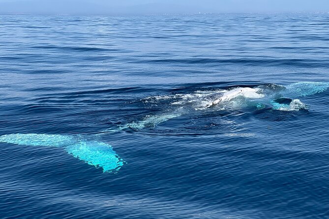 Dolphin Expedition Shared Speedboat tour with Biologist guide - Portimão Marina and the change to open sea