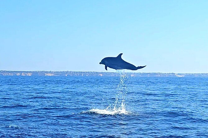 Dolphin Expedition Shared Speedboat tour with Biologist guide - Searching for dolphins in the Atlantic