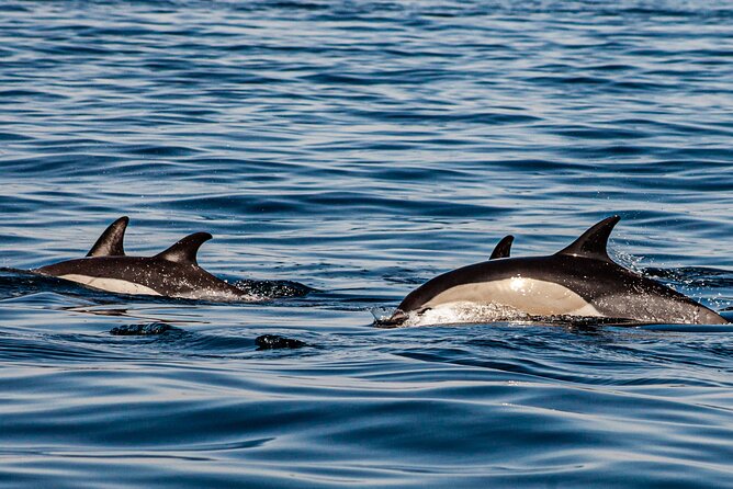 Dolphin Expedition Shared Speedboat tour with Biologist guide - What the boat ride may feel like