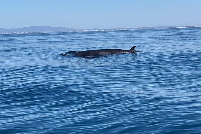 Dolphin Expedition Shared Speedboat tour with Biologist guide - Price and the value of three hours