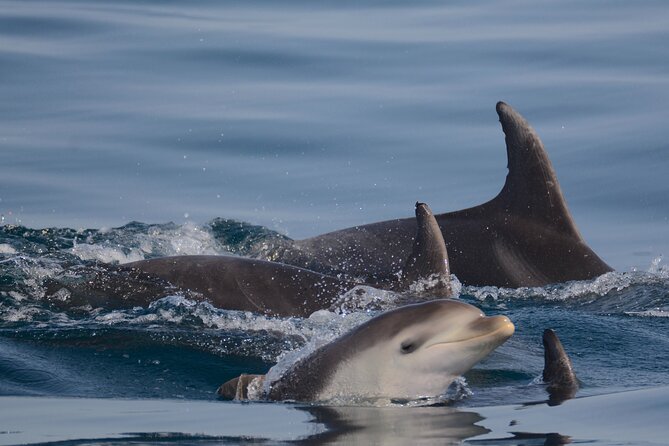 Dolphin Expedition Shared Speedboat tour with Biologist guide - Who will enjoy this experience most