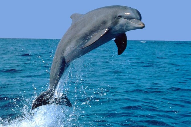 Dolphin Experience in Open Sea and South West Tour of Mauritius including Lunch - Key points before you book