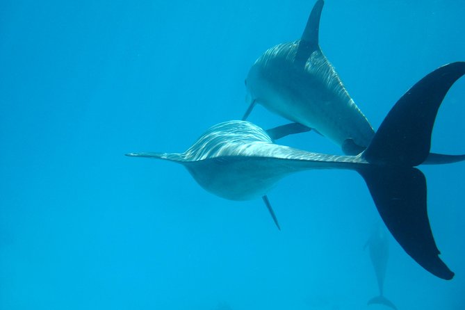 Dolphin house - Key points to know before booking