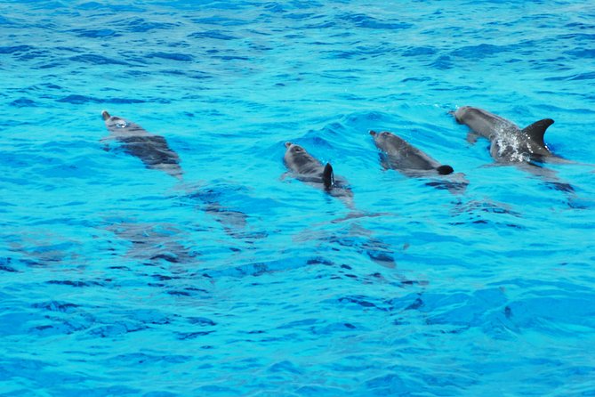 Dolphin house - What the Dolphin House trip is really about