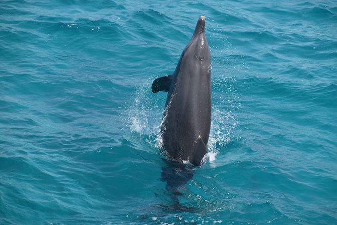 Dolphin House and Banana Boat Fun from Hurghada - Who will enjoy this Red Sea excursion?