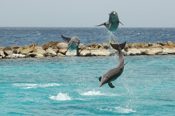 Dolphin House By Private Speed Boat & Drinks & Transfer-Hurghada - Comfort, Safety, and Practical Packing