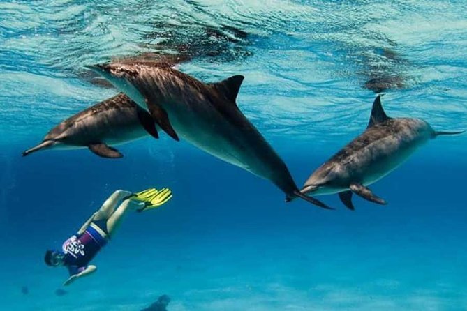 Dolphin House By Private Speed Boat & Drinks & Transfer-Hurghada - Should You Book Dolphin House by Private Speedboat?