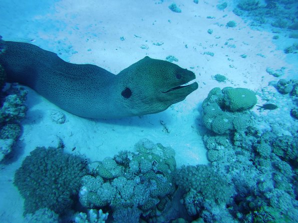 Dolphin House Reef Snorkeling Sea Trip With Transfer - Marsa Alam - What the $52 Price Really Covers