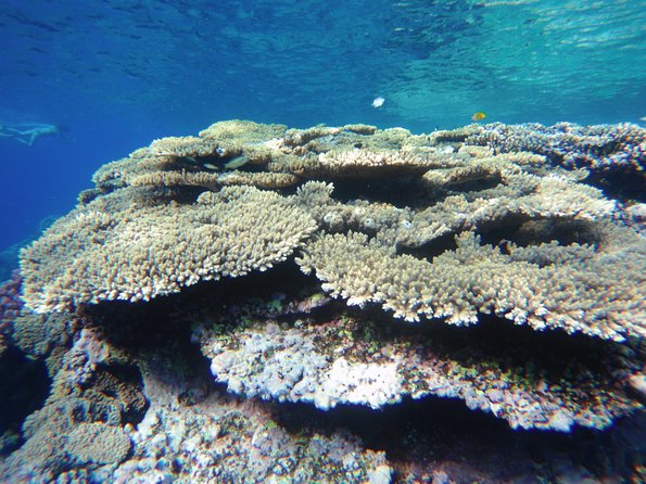 Dolphin House Reef Snorkeling Sea Trip With Transfer - Marsa Alam - Who Will Enjoy This Excursion Most