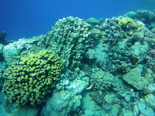 Dolphin House Reef Snorkeling Sea Trip With Transfer - Marsa Alam - Practical Details Before You Book