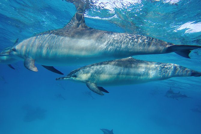 Dolphin House Reef Snorkeling Sea Trip With Transfer - Marsa Alam - The First Snorkel at Sataya Reef