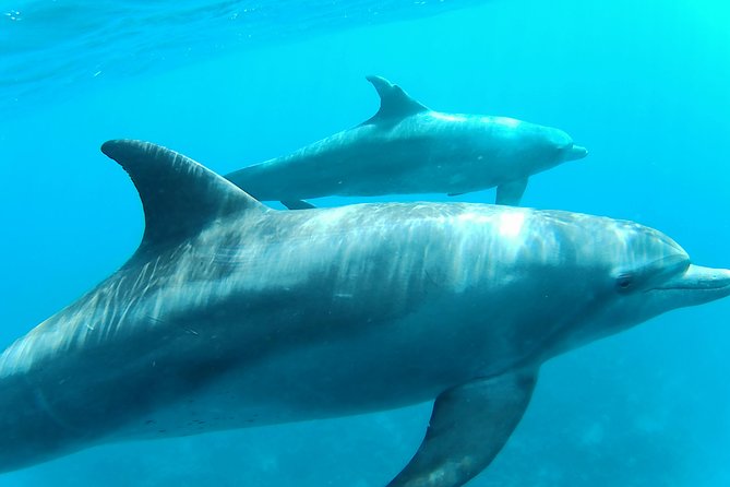 Dolphin House Royal sea Trip Luxury Boat With Transfer - Hurghada - A full Red Sea day for a modest price