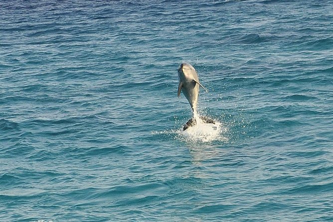 Dolphin House Royal sea Trip Luxury Boat With Transfer - Hurghada - Dolphin House and the ethics of a wild encounter