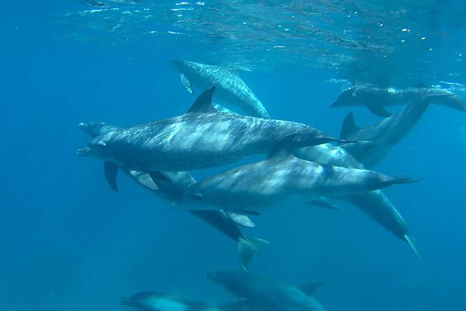Dolphin House Royal sea Trip Luxury Boat With Transfer - Hurghada - Buffet lunch, drinks, and the social boat atmosphere