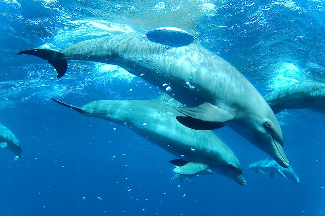 Dolphin House Royal sea Trip Luxury Boat With Transfer - Hurghada - Banana and Quadra: a quick burst of fun