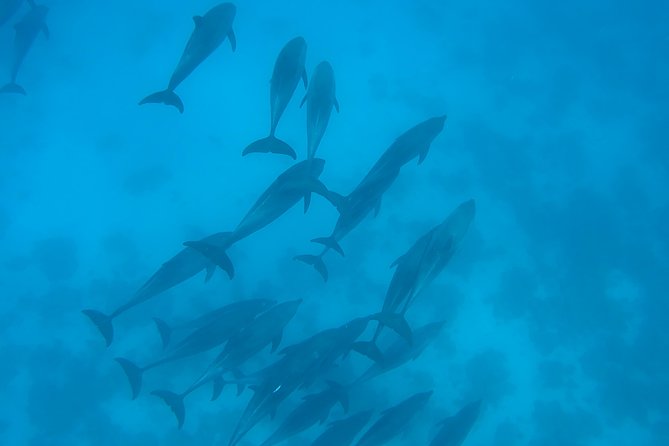 Dolphin House Royal sea Trip Luxury Boat With Transfer - Hurghada - Who will get the most from this trip