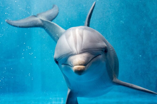Dolphin House Royal Sea Trip Water Sports W/Transfer - HURGHADA - Dolphin House: the exciting part with no promise attached