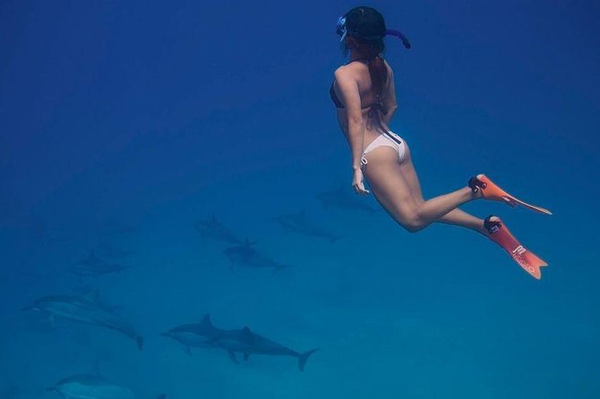 Dolphin House Royal VIP Special Day Snorkeling Sea Trip With Lunch - Hurghada - Leaving Hurghada Marina at 8:00 am