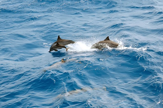 Dolphin House Royal VIP Special Day Snorkeling Sea Trip With Lunch - Hurghada - Dolphin House and the reality of wild dolphins