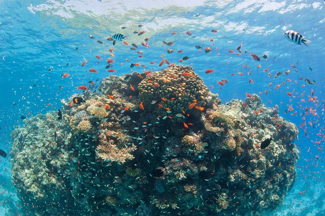 Dolphin House Royal VIP Special Day Snorkeling Sea Trip With Lunch - Hurghada - Banana boat and quadra rides