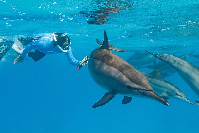 Dolphin House Samadai Reef Boat Snorkeling Trip from Marsa Alam - What the Dolphin House trip is really about