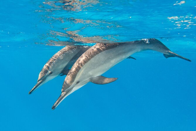 Dolphin House Samadai Reef Boat Snorkeling Trip from Marsa Alam - The early pickup from Marsa Alam