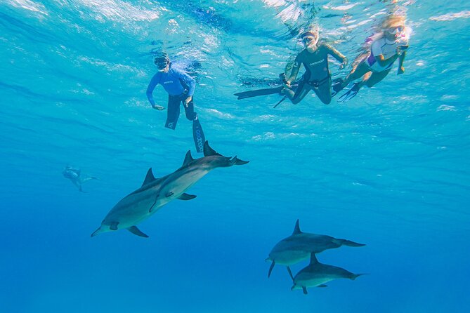 Dolphin House Samadai Reef Boat Snorkeling Trip from Marsa Alam - Reaching Shaab Samadai by boat
