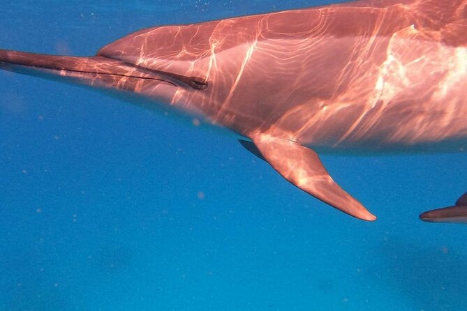 Dolphin House Satayeh Reef Snorkeling Sea Trip With Lunch &Transfer-Marsa Alam - Key points to know before booking