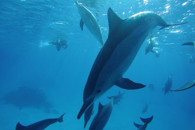 Dolphin House Satayeh Reef Snorkeling Sea Trip With Lunch &Transfer-Marsa Alam - Why Sataya Reef is worth the long journey
