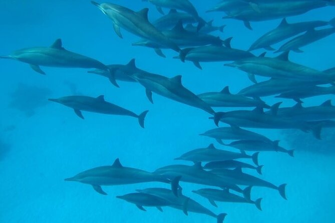Dolphin House Satayeh Reef Snorkeling Sea Trip With Lunch &Transfer-Marsa Alam - What the $60 price really covers