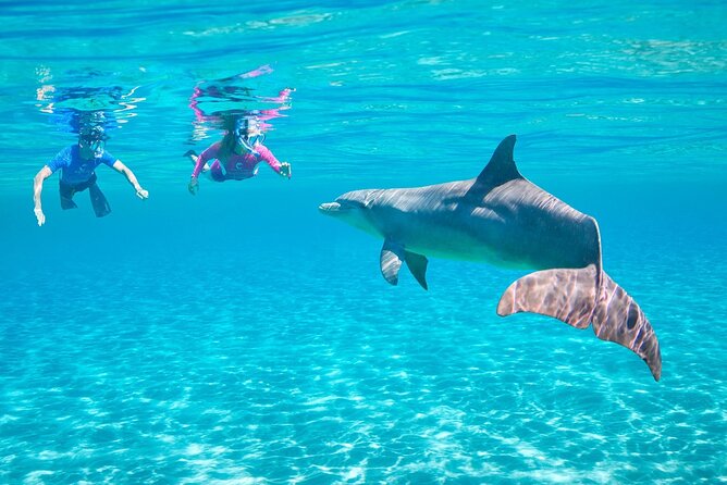 Dolphin House Sea Trip - HURGHADA VIP - Key points to know before booking