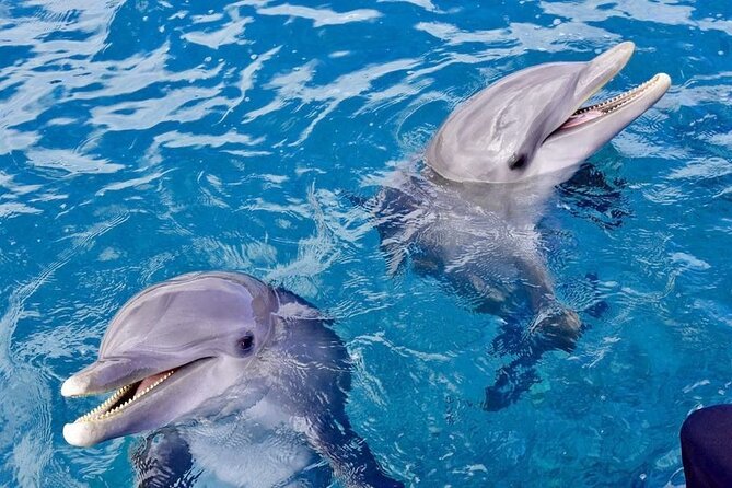 Dolphin House Sea Trip - HURGHADA VIP - Banana boat and quadra rides for a short burst of fun