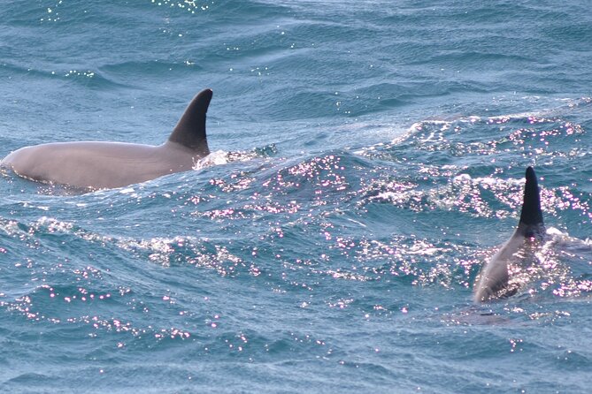 Dolphin House Sea Trip - HURGHADA VIP - An oriental show and a relaxed boat-day rhythm