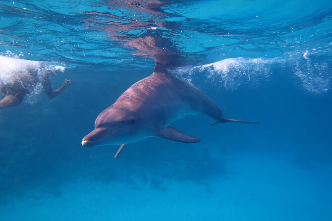 Dolphin House Sea Trip - HURGHADA VIP - The El Gouna wording deserves a closer look