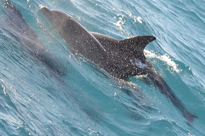 Dolphin House Sea Trip - HURGHADA VIP - What the $70 price really covers