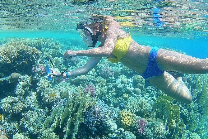 Dolphin House Sea Trip with Snorkeling Adventure - Marsa Alam - What the boat day feels like with up to 40 people