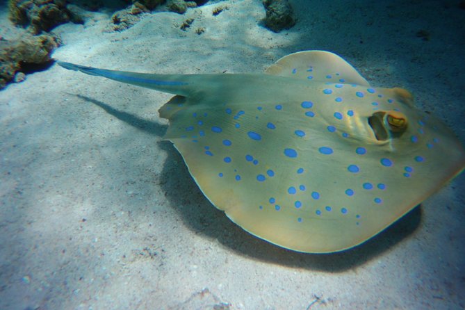 Dolphin House Sea Trip with Snorkeling Adventure - Marsa Alam - Cancellation and practical preparation