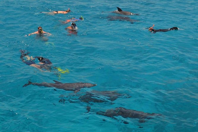 Dolphin House sea trip - The 8:30 am pickup and start