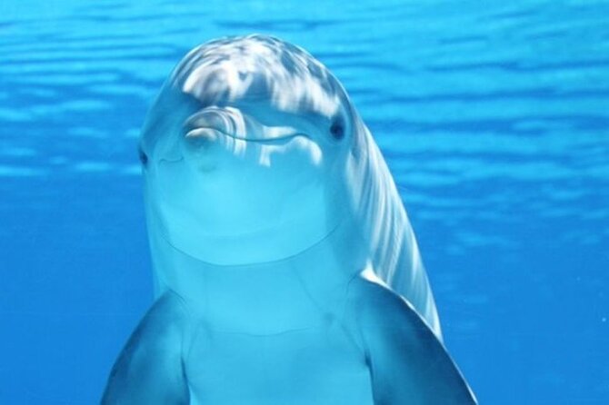 Dolphin House Snorkel & Water Fun Activity with Lunch - Hurghada - Key Points Before You Book