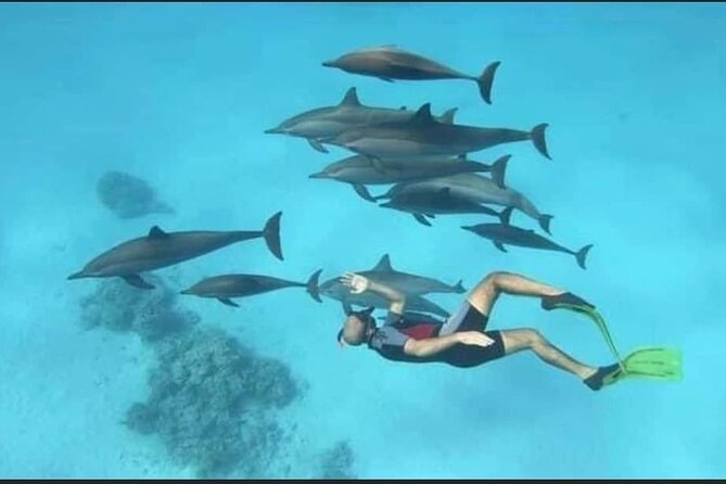 Dolphin House Snorkel & Water Fun Activity with Lunch - Hurghada - Why This Dolphin House Trip Appeals to Budget Visitors