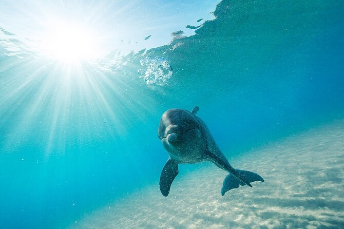 Dolphin House Snorkel & Water Fun Activity with Lunch - Hurghada - Two Snorkeling Stops Instead of One