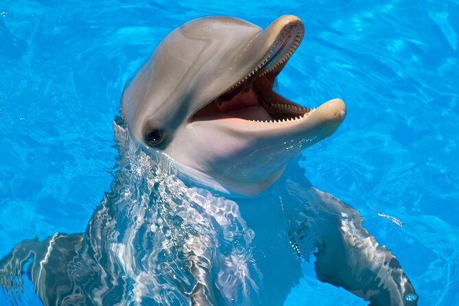 Dolphin House Snorkel & Water Fun Activity with Lunch - Hurghada - Water Sports Add More Than a Reef Stop