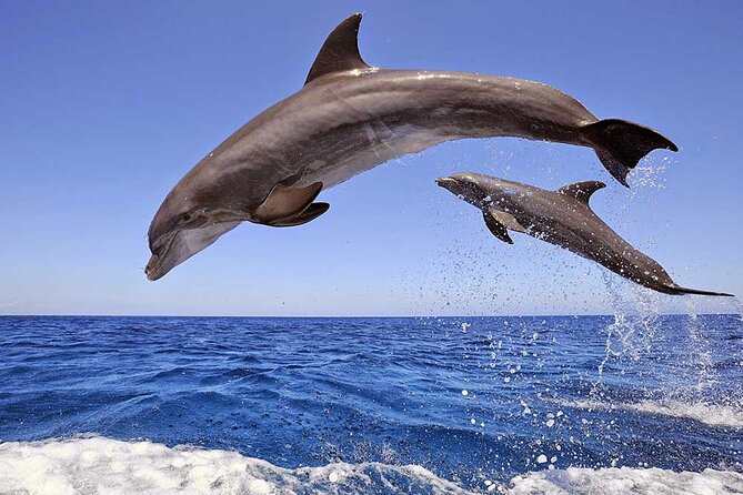 Dolphin House Snorkeling Fun in Hurghada - Key points to know before booking