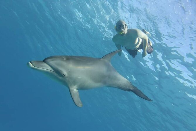 Dolphin House Snorkeling Fun in Hurghada - What the $30 price really covers