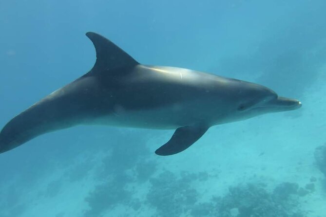Dolphin House Snorkeling Fun in Hurghada - Starting at 8:00 am in Hurghada