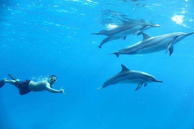 Dolphin House Snorkeling Sea Trip, Water Sport , Lunch - Hurghada - Is Dolphin House worth your day?