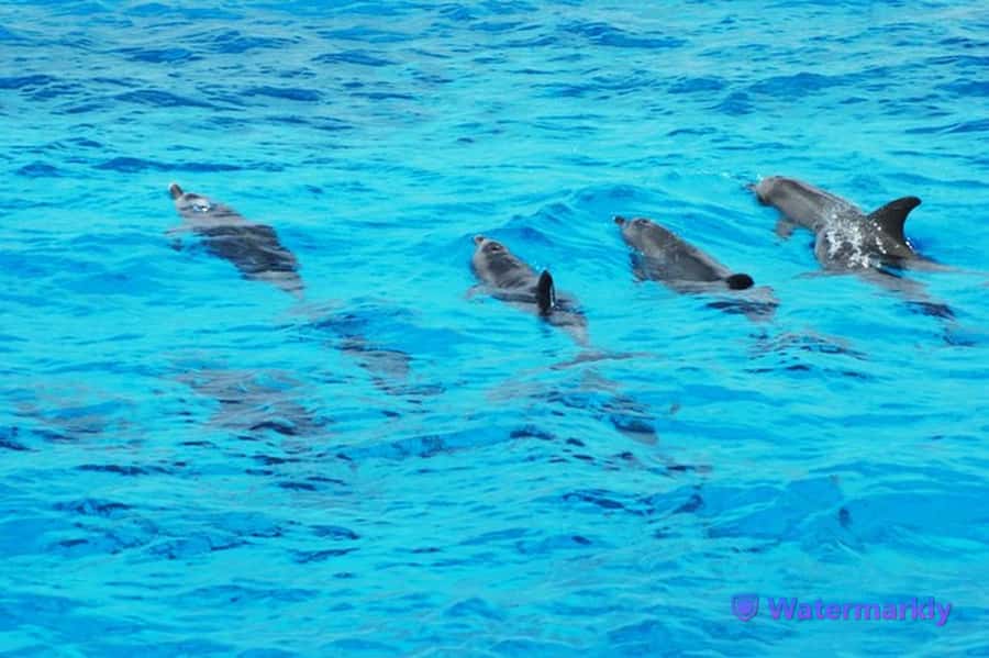Dolphin house snorkeling trip - What the Dolphin House trip is really like