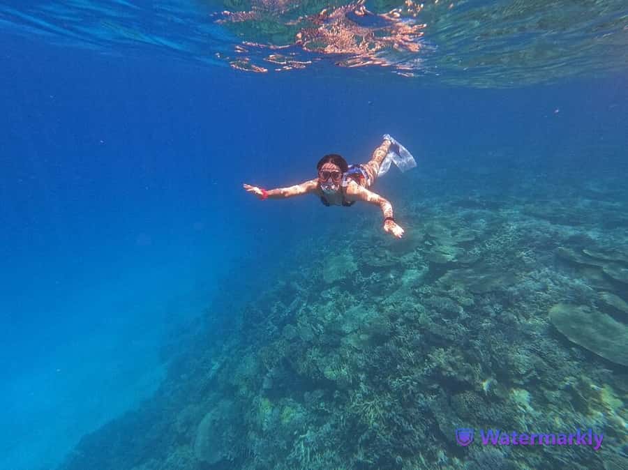Dolphin house snorkeling trip - Dolphin House and the wildlife question