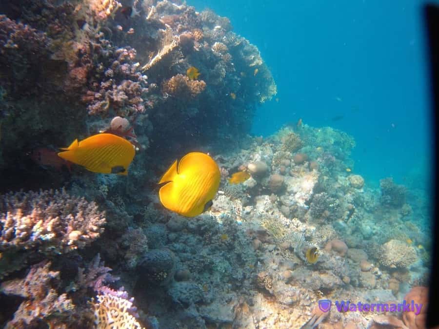 Dolphin house snorkeling trip - Lunch, drinks, and the mood on board
