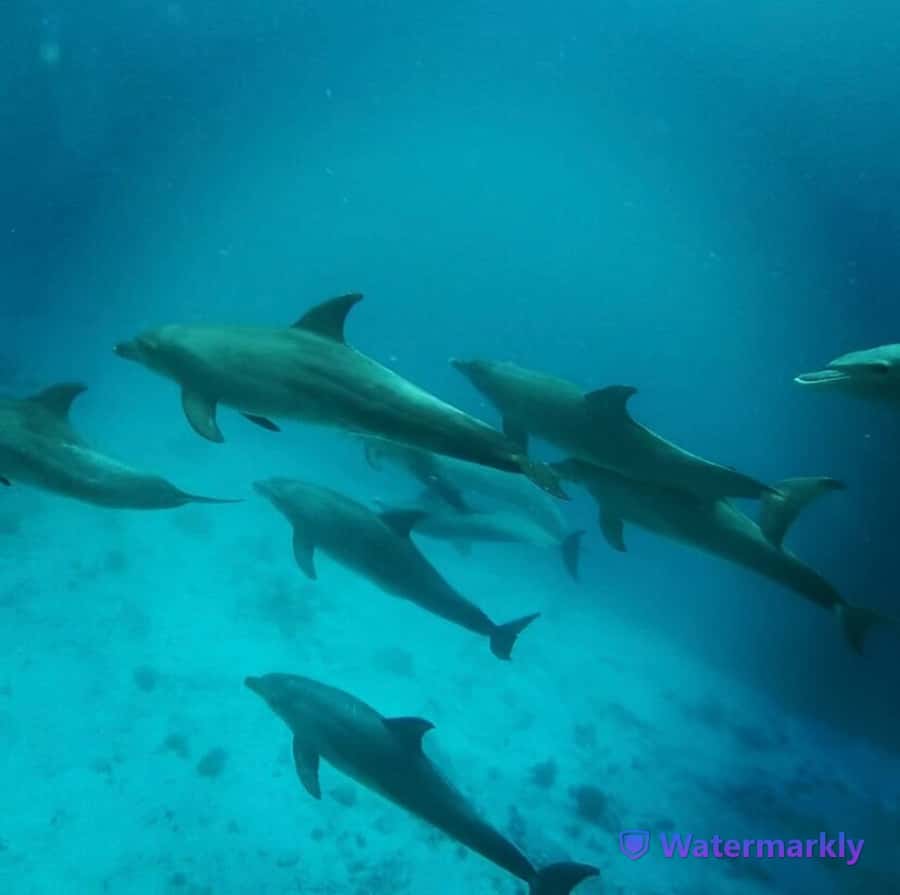 Dolphin house snorkeling trip - Should you book the Dolphin House snorkeling trip?